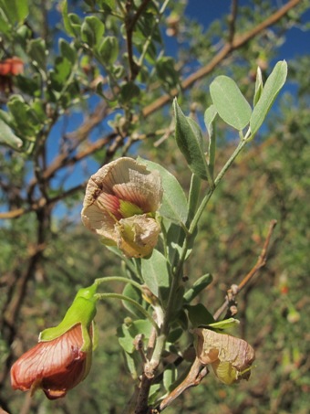flower of Brongniartia peninsularis