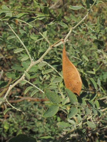 fruto de Brongniartia peninsularis