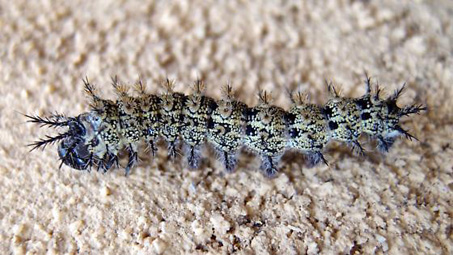 Hemileuca tricolor caterpillar