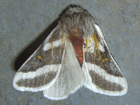 Hemileuca tricolor moth