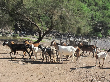 goats on ranch