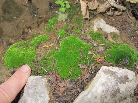 moss on bank of stream