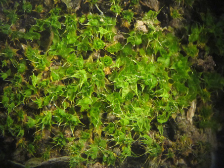 micro of moss