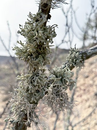 Lichens on Palo Adan branch