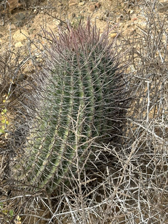 Slender-Red-spine barrel cactus