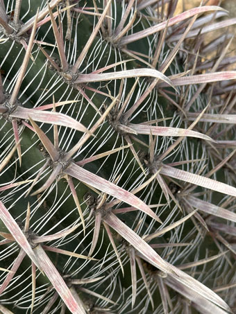 Red-spine barrel cactus