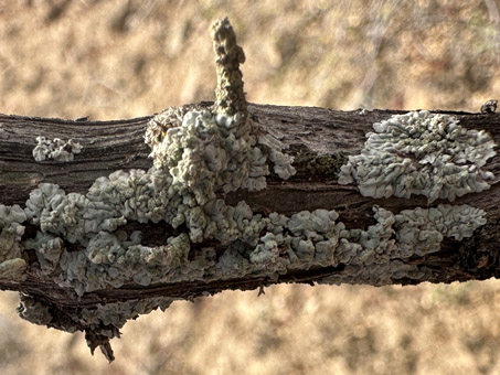 Un liquen foliáceo indeterminado sobre una rama de Palo Adán.