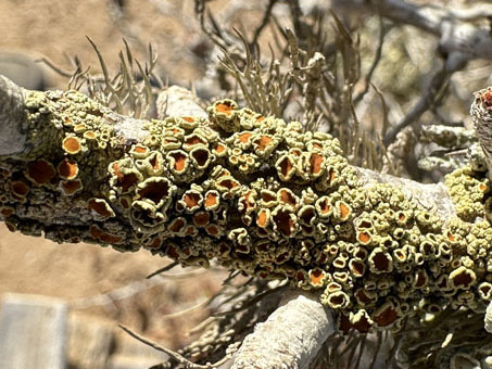 Orange wall lichen on Cirio branch