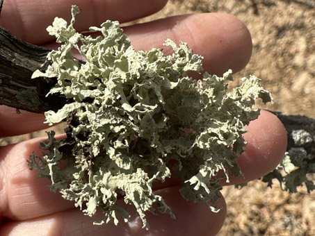 Frilly undetermined lichen species
