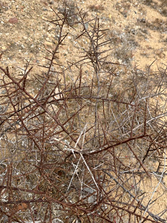 California Desert Thorn without leaves