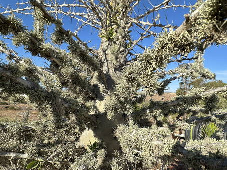 lichens on branch