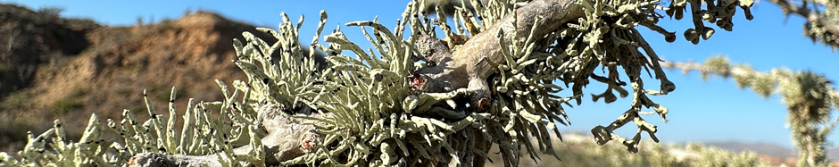 Fog lichens on Cirio branches