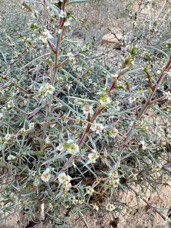 Russian thistle or Tumbleweed plant