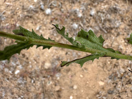 Peninsular Tansy Aster leaves