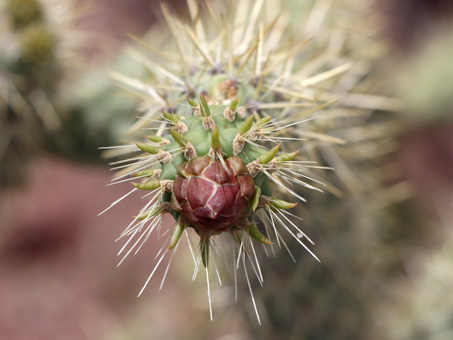 Cholla cactus flower bud