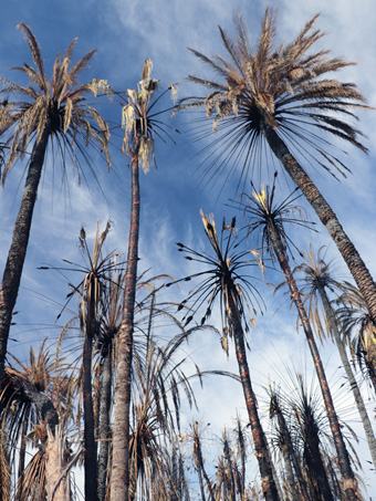 burned palms