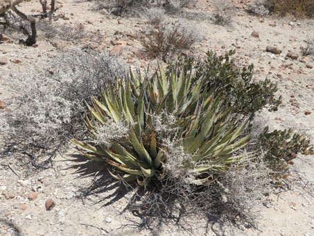 Colony of Desert agave