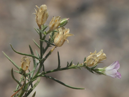 Una flor y cápsulas secas de Palmer Bryantiella