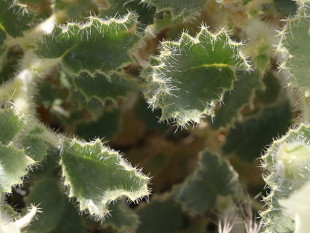 Prickly hairs on Desert Rock-Nettle leaves