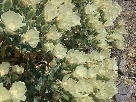 Flowers on Desert Rock-Nettle