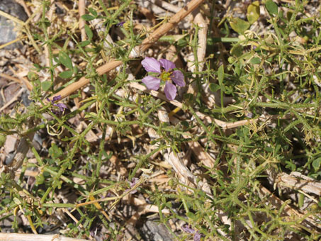 una planta prostrada y la flor de Sticky Fagonia