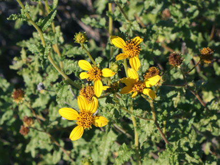 San Diego Sunflower