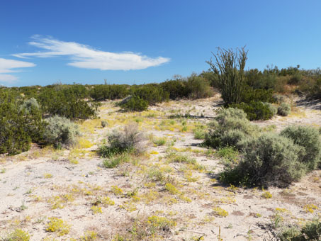 Manzanilla del Coyoto en una duna desertica