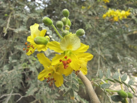 Flores y hojas de Palo Eba