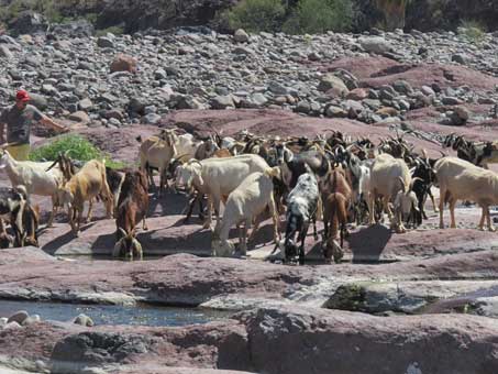 Goats drinking from river