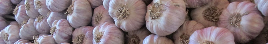 Garlic  bulbs