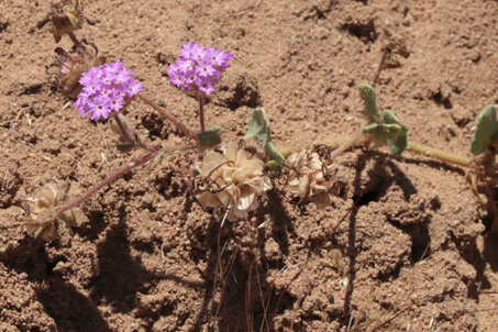 Desert sand verbena plant