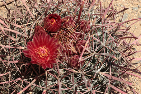 Red-Spine Barrel Cactus