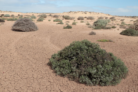 Plantas del desierto de Vizcaino