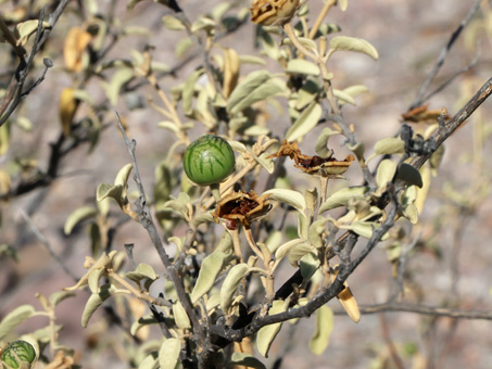 Solanum fruit