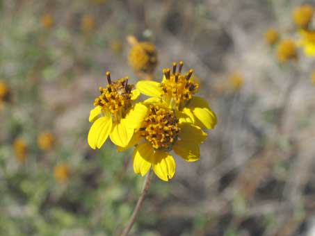 Bahiopsis microphylla flower