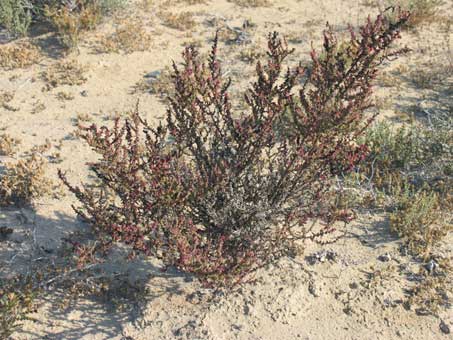 Growth form of Suaeda nigra shrub