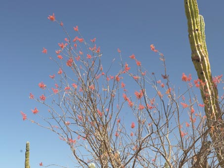 Palo adan blossoms