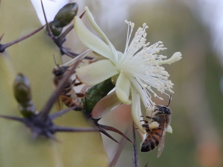 Cochal flower with bee