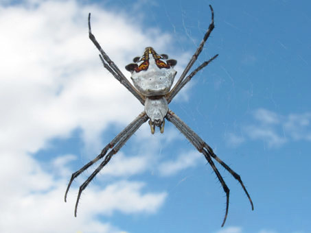 Argiope argentata spider closeup