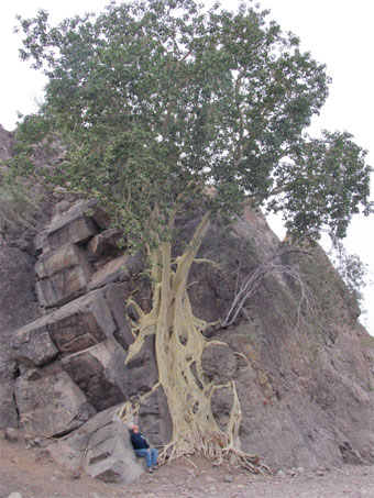 Gigantic wild fig on cliff near Loreto