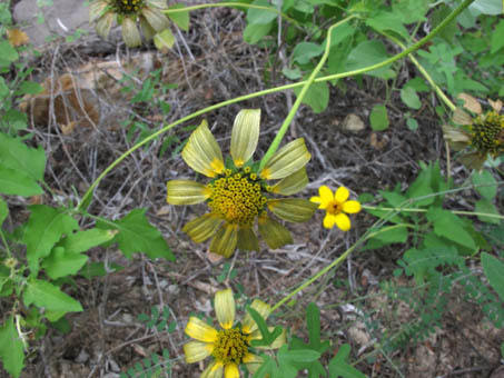 Las flores secas de Heliopsis parviflora var. rubra