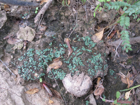 Unknown thalloid liverwort on hillside