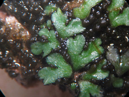 Unknown thalloid liverwort closeup