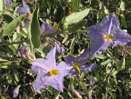 Closeup of flowers of Solanum hindsianum