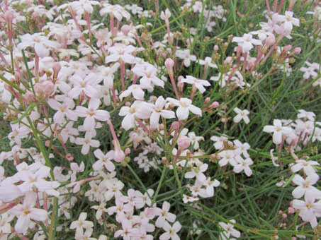 Las flores de Stenotis brevipes