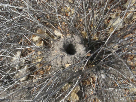 Wolf Spider nest