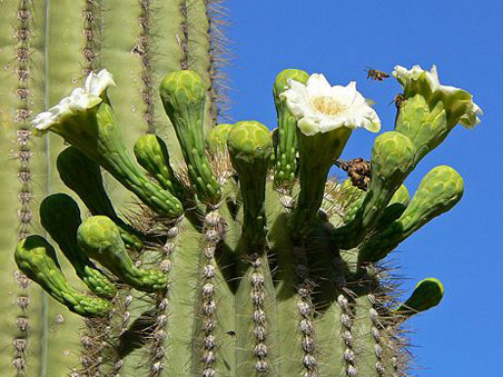 Saguaro flowers and buds