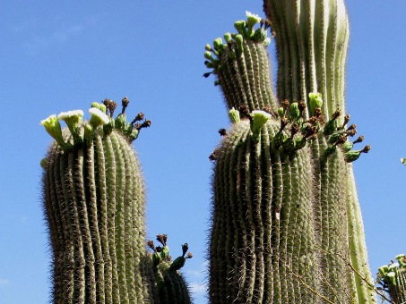Flowering saguaro stems