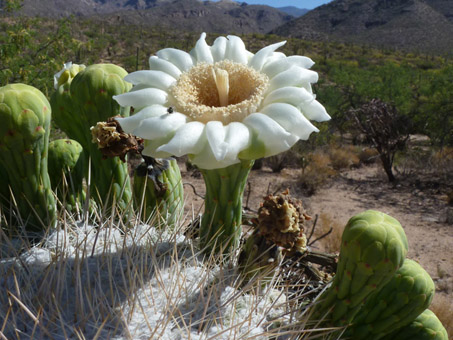 Saguaro flower
