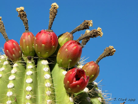 Saguaro fruit